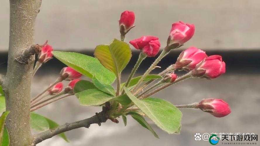 海棠怎么突然进不去了：探究背后的神秘原因