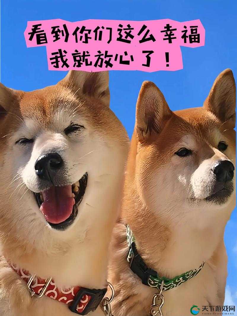 婆和我的狗老公怎么相处：和谐共处的方法与技巧探讨