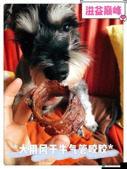 美国人胶配方视频详细解析及使用方法讲解