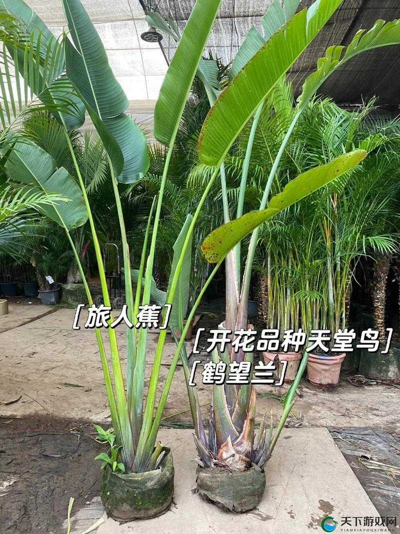 旅人蕉和天堂鸟的区别：带你领略两种植物的奇妙世界