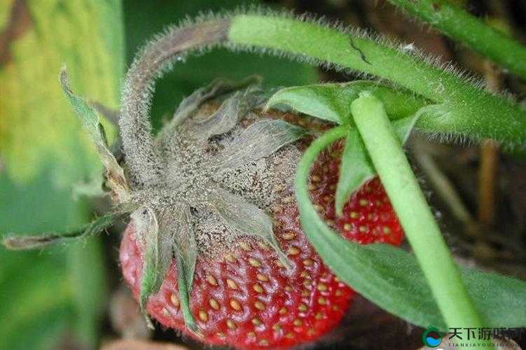 草莓湿漉漉是好事还是恶性 深度剖析其背后的影响因素