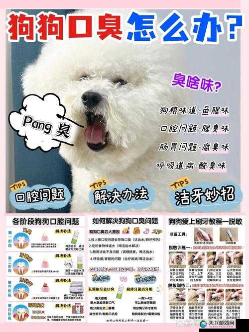 狗狗的东西又硬又烫又臭怎么办：寻求有效解决之道