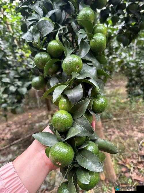 水蜜桃 4 双管齐下：全方位解析水蜜桃 4 双管齐下的特点与优势