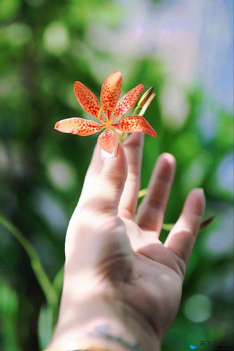 嘴唇美国 1990 小樱桃：独特的情感与记忆之花