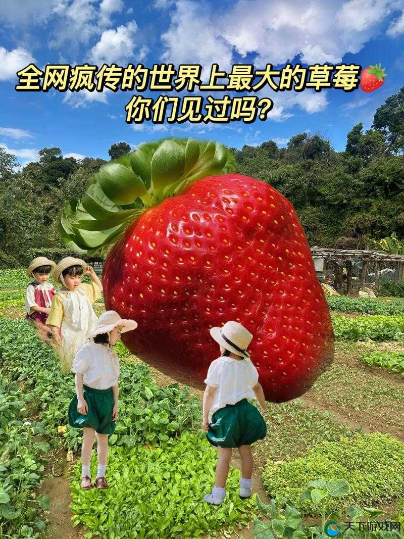小猪视频草莓视频之类的：带你领略不一样的精彩世界