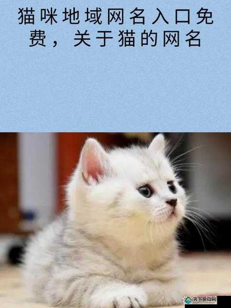 猫咪的永久地域网名是什么以及相关探讨和分析