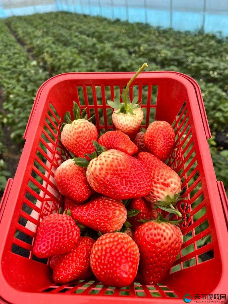 草莓湿漉漉：是大自然的恩赐，还是健康的隐患？