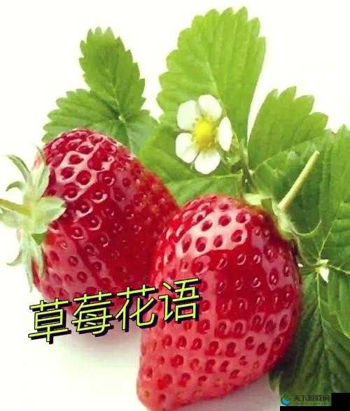 香蕉榴莲丝瓜草莓黄瓜的奇妙水果组合大揭秘