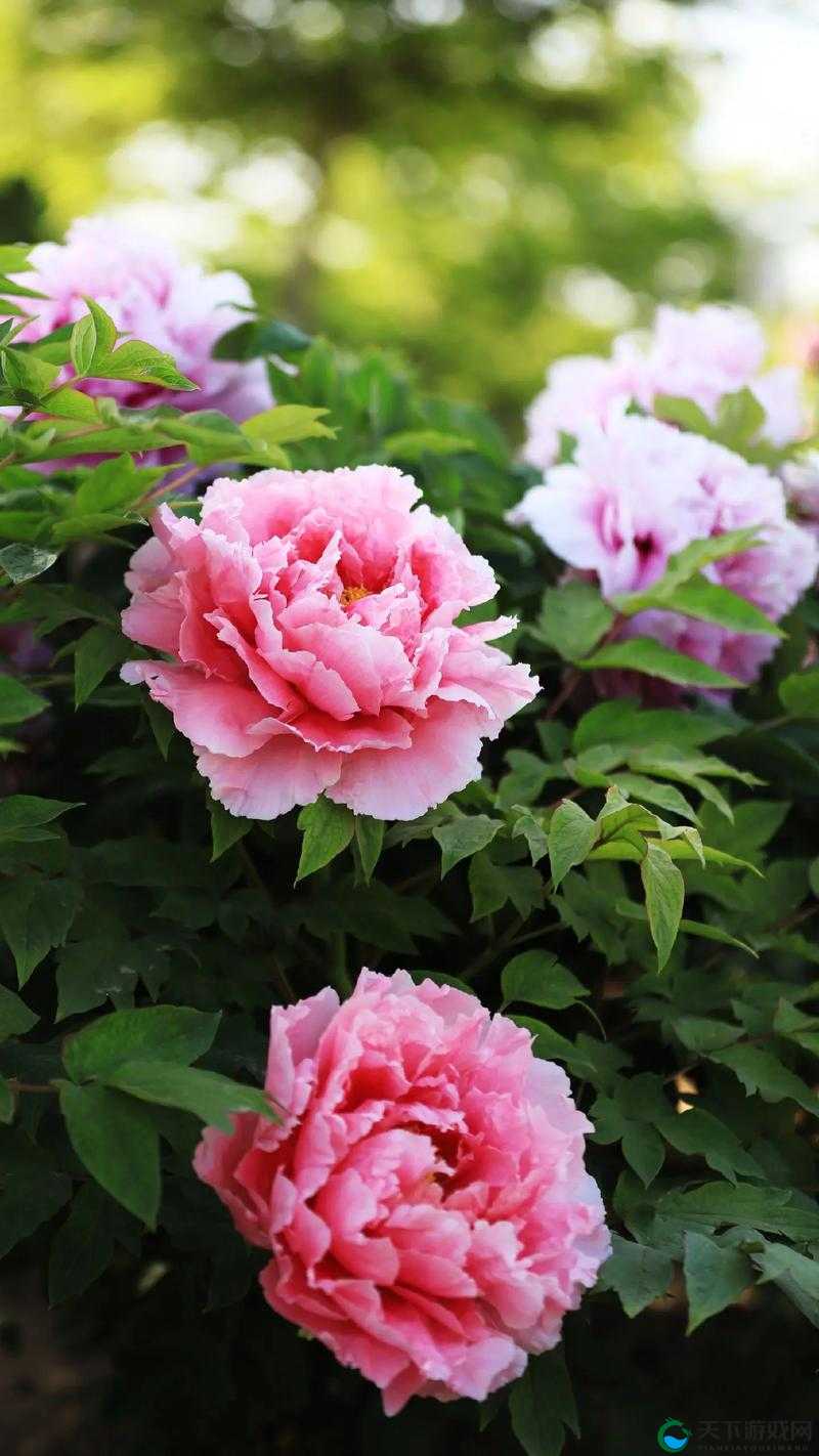 牡丹直播:展现国色天香之美 引领花卉观赏新潮流