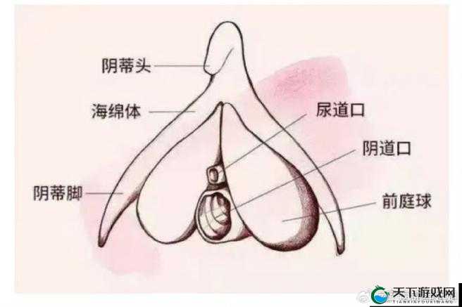 探索关于舔阴帝的独特视角与深入解读