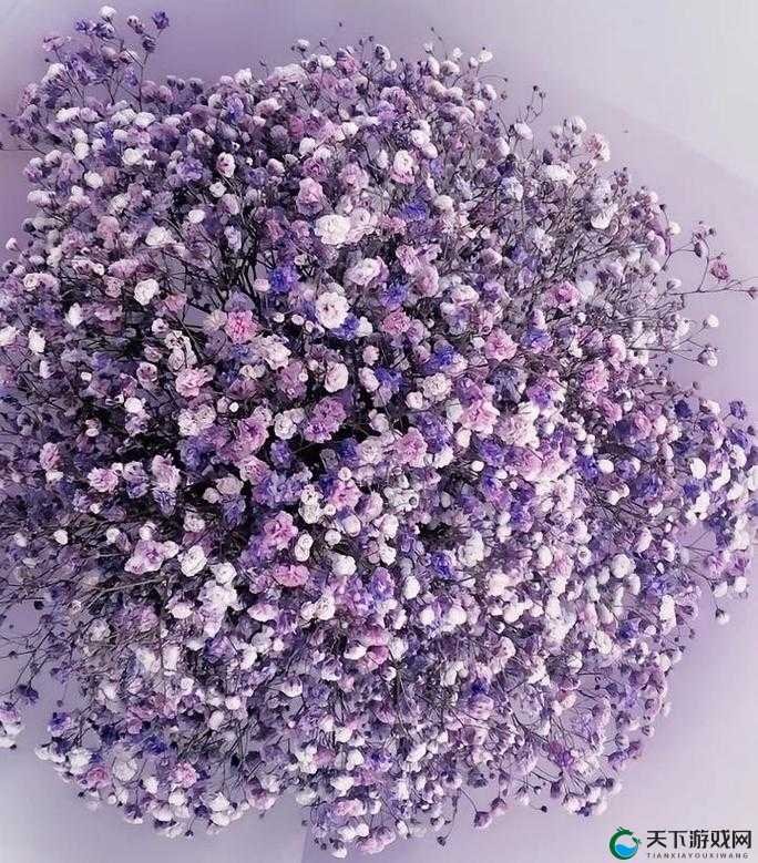 意大利满天星：那一抹梦幻般的浪漫之花