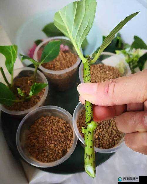 扦插BB有什么好处：探索其在植物繁殖中的重要意义及应用前景