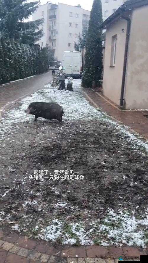 人 OR 猪 OR 狗最终还是被发现了：背后的故事与后续发展