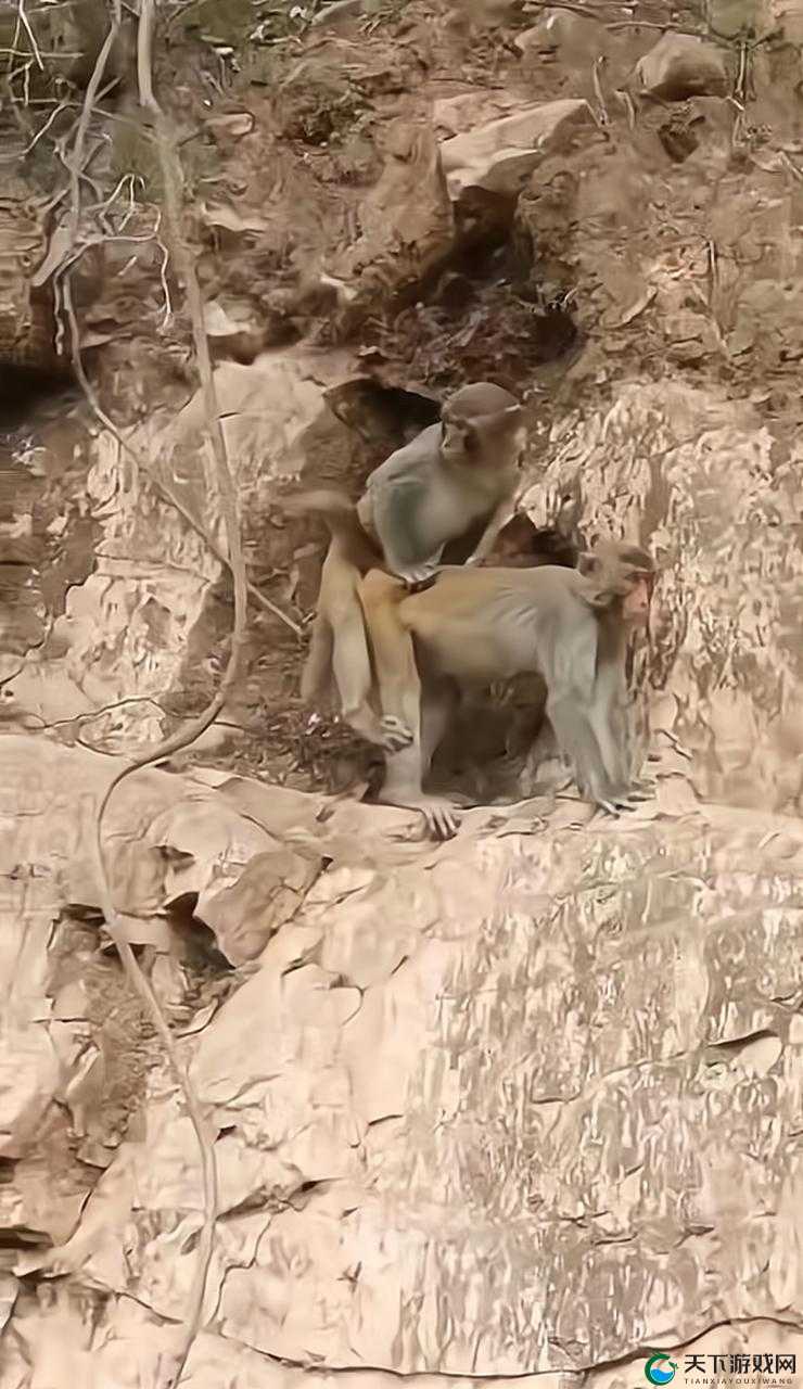 打扑生猴子：关于打扑生猴子的详细解读与探讨