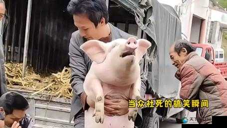 LastDayOnEarth 猪视频：独特视角下的奇妙之旅