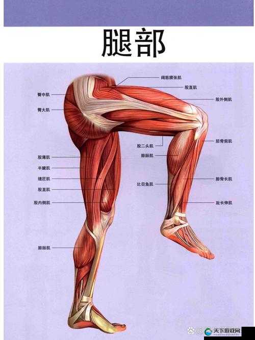 坐着轮流提双腿能起到的效果分析：增强腿部力量与灵活性