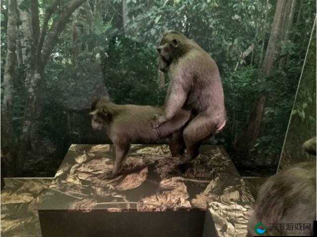 两只猴子能否成为夫妻之探讨：科学与伦理的边界