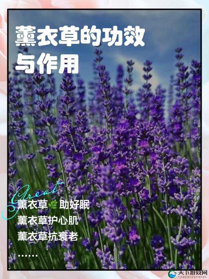 薰衣草实验室研究所:探索未知领域的科学先锋团队