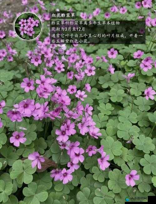 三叶草 gy6983：关于其独特性质与重要意义的探讨