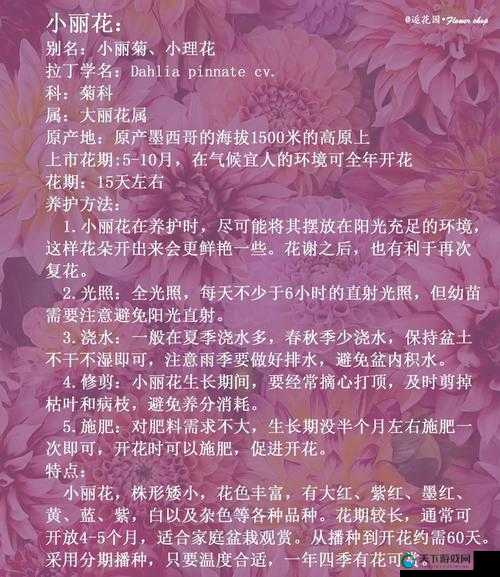 怎样照顾小花园的技巧：让你的小花园美丽绽放的实用指南