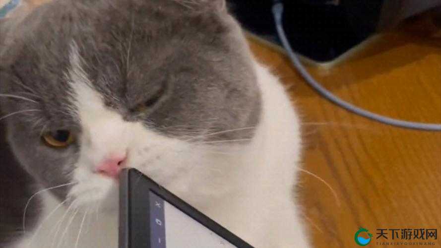 色色猫 TV 精彩影视资源大汇聚等你来探索