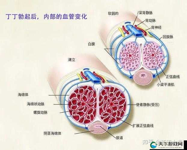 软起不来的原因究竟是什么呢