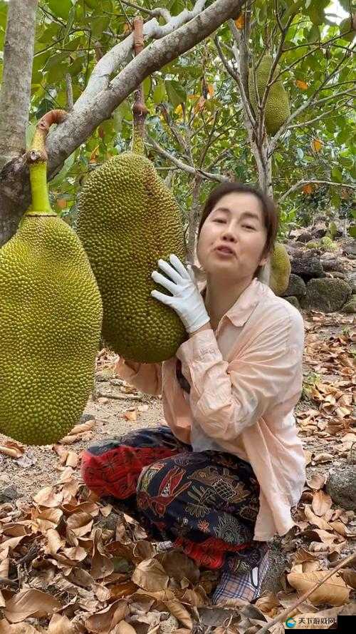菠萝蜜视频在线完整高清观看：畅享无尽精彩