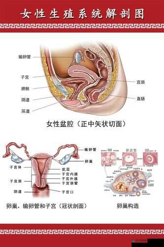 女性生理构造教学软件，助你了解女性生殖系统