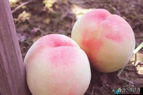日本水蜜桃身体：关于其独特特征与魅力的详细探讨