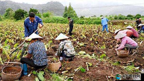 麻豆精产国品一二三产区区农民：他们的故事与贡献
