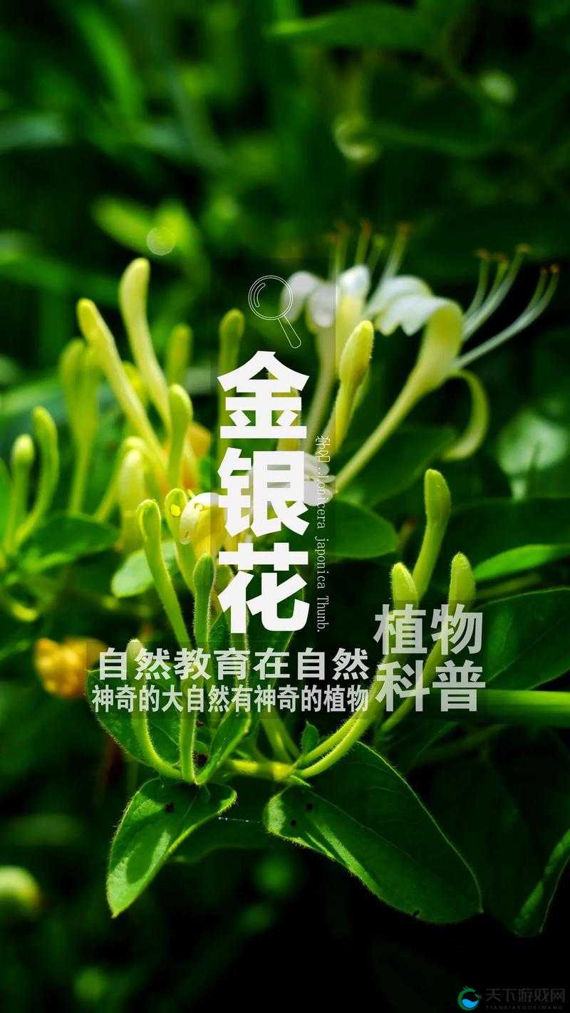 双管齐下金银花：助力健康生活的神奇植物
