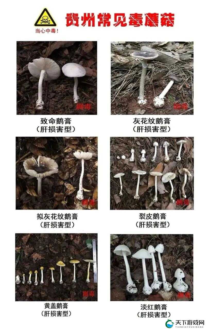 蘑菇有蝳：盘点娱乐圈惊天大料