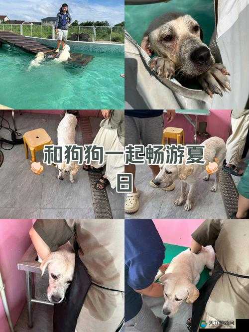 欧洲 vodafoneWifi 狗:让你随时随地畅游网络