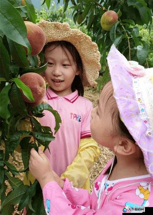 水蜜桃直播:带你领略甜美多汁的直播世界