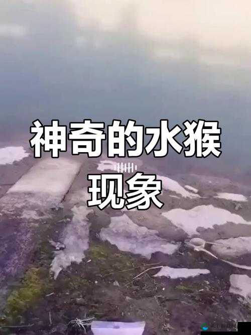 两人造猴子的视频:揭秘神奇的造猴过程与背后故事
