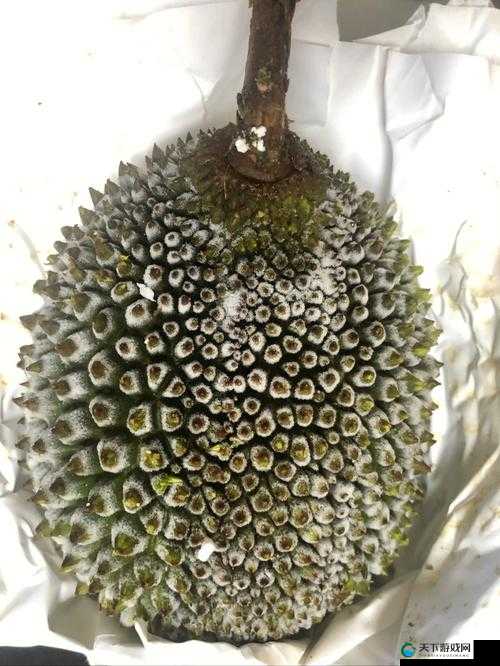 当水果和蔬菜成为性的象征:榴莲秋葵丝瓜草莓黄瓜榴莲 6L 的奇妙世界