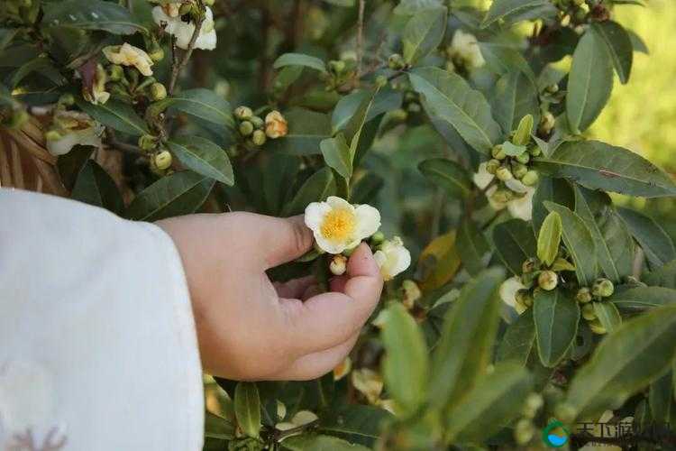 av 摘花:探索其中的独特魅力与趣味