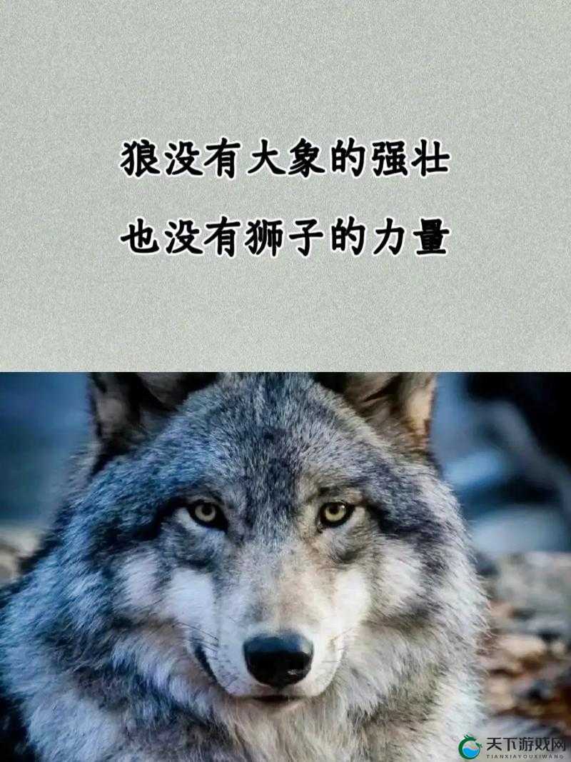 av 狼亚洲聚集地：探索亚洲狼文化的神秘世界