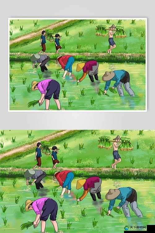 一百零八式图画全解情侣插秧:探究独特农耕劳作中的浪漫与协作