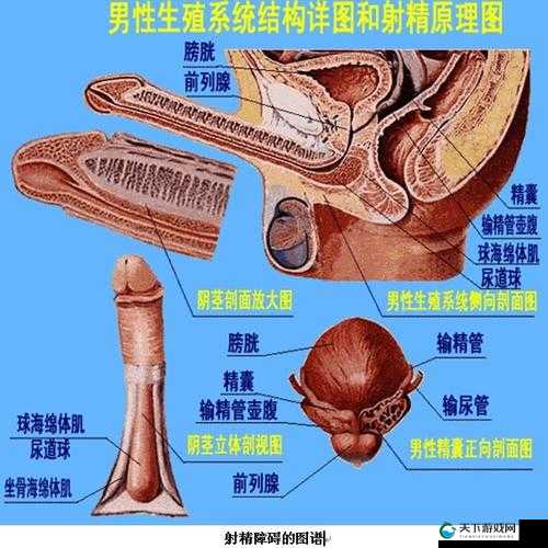 被 20 个男人灌了一夜精子视频：探索男性性行为的边界