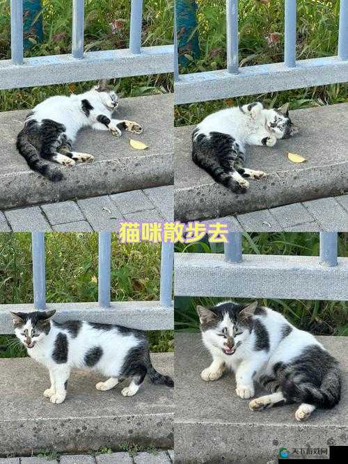 小猫咪大城市日常美容动作如何获得及相关技巧分享