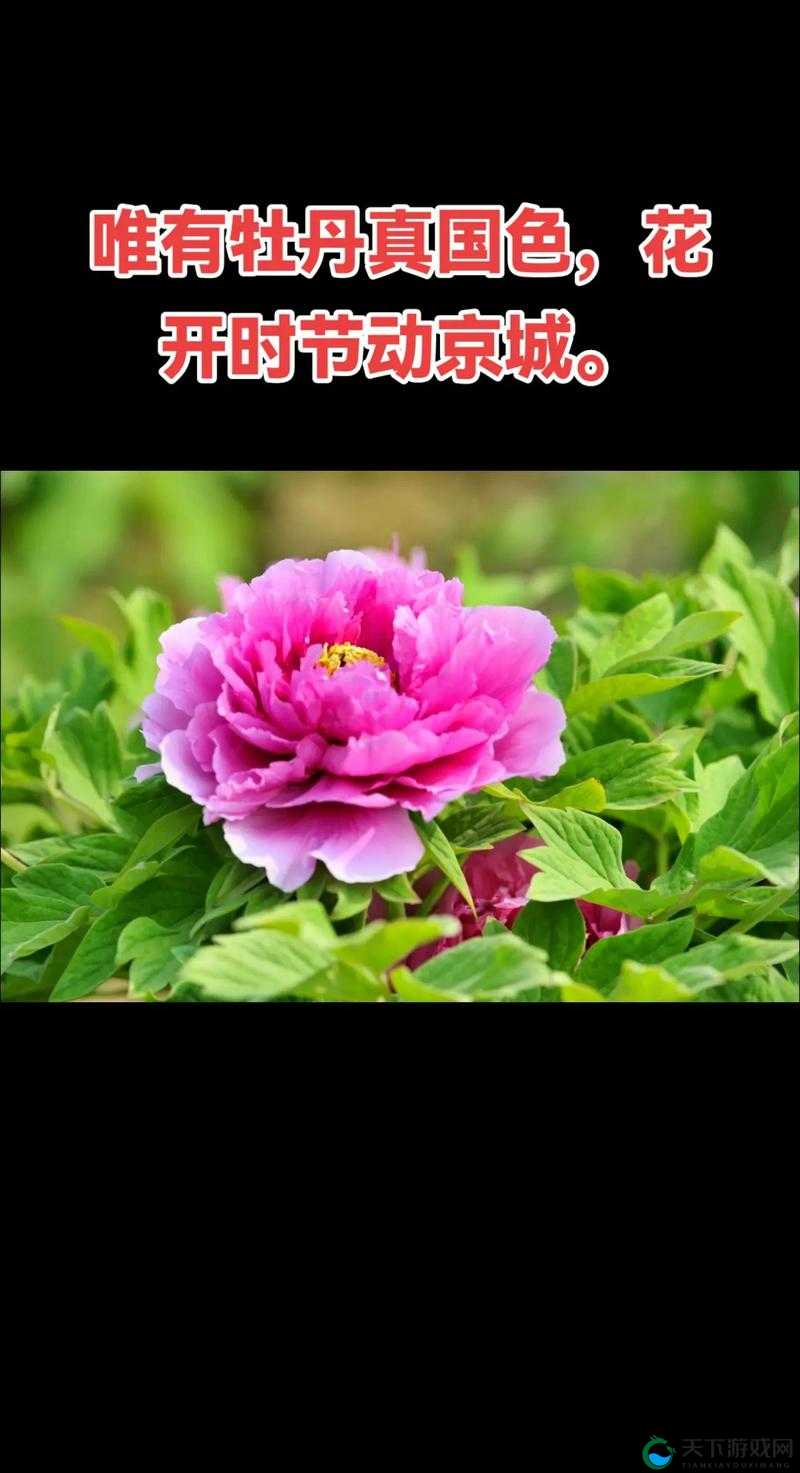 共道牡丹时相随买花去：一起感受牡丹花开的美好时刻去买花