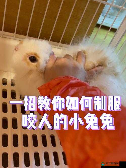 你可以站着咬小兔兔，也可以躺着咬小兔兔