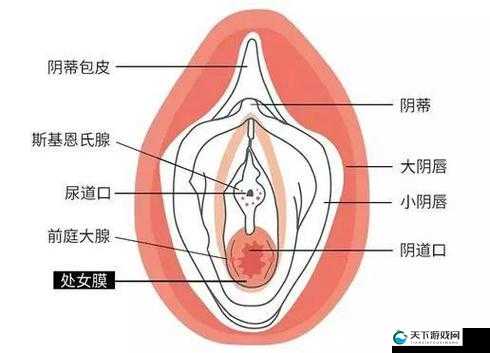 女性私处突出奇特之带有翅膀的现象解析