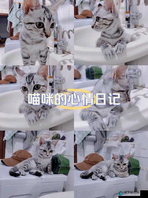 关键词,家有萌宠的温馨日常