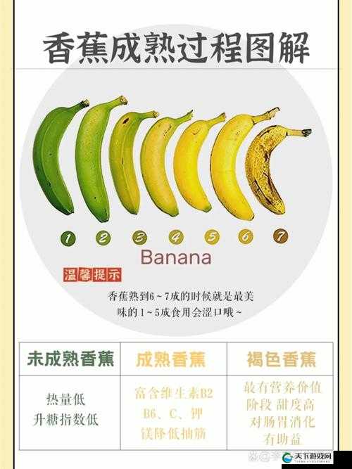 麻豆精产一二三产区香蕉：口感鲜美，营养丰富的水果选择