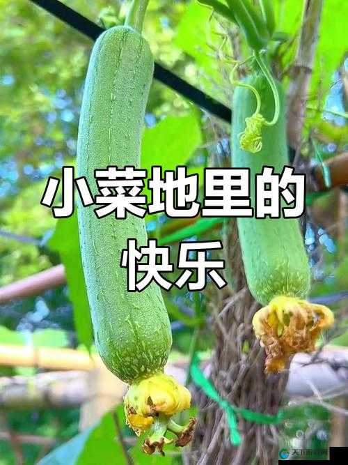 田园生活：丝瓜、草莓、向日葵的诗意世界