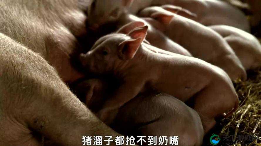 欧美 zooskoolknotty 猪：独特视角下的奇妙探索