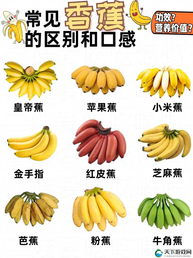 香蕉 18 度和 23 度的区别:口感、成熟度与保存方式大不同