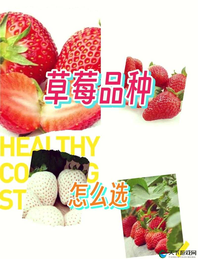 丰盛多彩的草莓香蕉丝瓜秋葵香草:探索奇妙蔬果世界之旅
